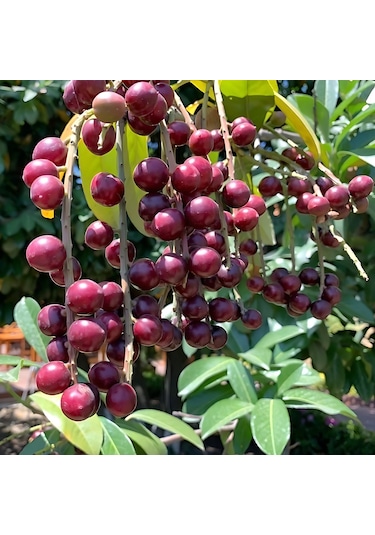 Güz Karayemişi Özel Ürün 80 120 Cm Tüplüdür