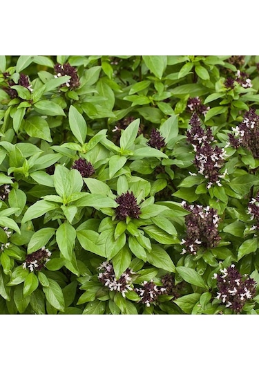 Tayvan Fesleğen Tohumu Thai Basil