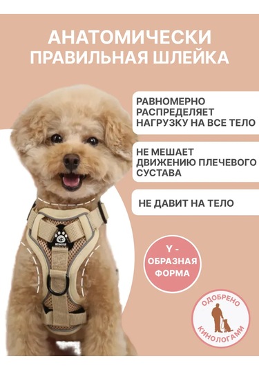 Tori Küçük Ve Orta Irklar İçin Tasmalı Köpek Kayışı Ve Kedi Şeridi 481285191