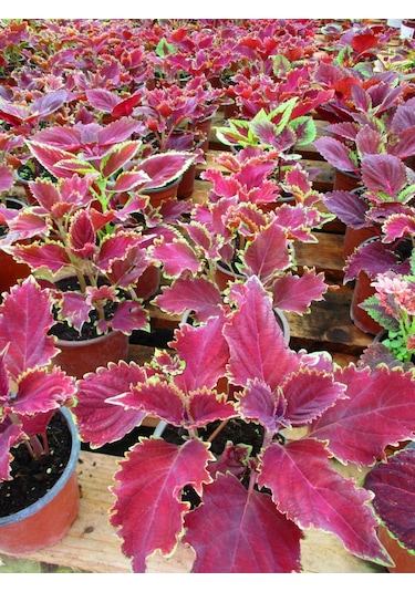 Yaprak Güzeli Çiçeği 3 Adet