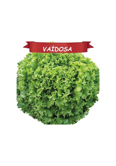 Vaidosa KıvırcıkKışlık Marul Tohumu Topraksız Tarım