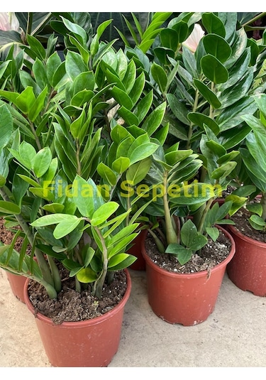 Zamioculcas Zamifolia Zamia Çiçeği 30-40cm