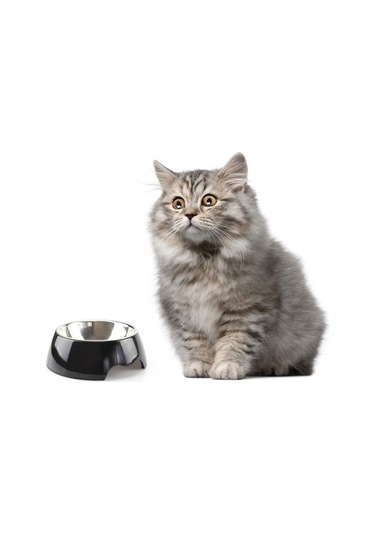 Szypzstore Pet Home Çıkarılabilir Melamin Ve Paslanmaz Çelik Mama Kabı - Beyaz Zun4y8