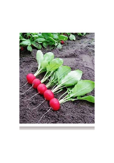 100 Adet Tohum Organik Yeni Mahsul Kaliteli Yerli Hobi Bahçe Köy Tohumu Hediye Tohumlu