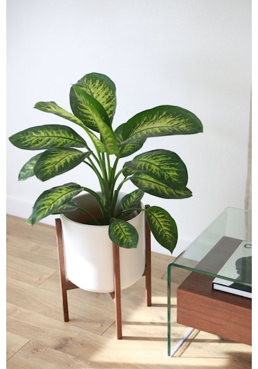 Dieffenbachia Tropik Snow-difenbahya Canlı Salon Bitkisi 40-60 Cm