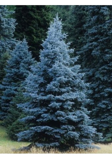 10-15 Adet Mavi Ladin Ağacı Tohumu