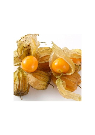 Goldvital Altın Çilek Yer Kirazı Fidesi 10 Adet