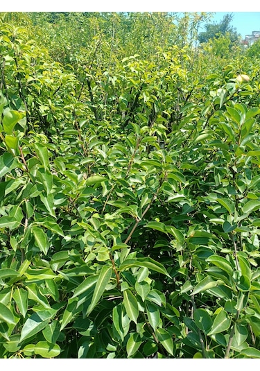 Yeşil Deniz Fidancılık Tüplü Williams Armut Fidanı 100-150 Cm