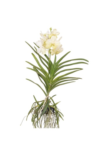 Vanda Tayanee 'white' Vanda Orkide