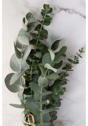 Intense Natural Okaliptüs Yağı 10 ML