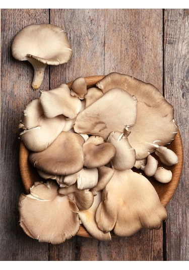 İstiridye Kavak Mantarı Tohumu Mantar Tohumu 4 Kg