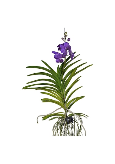 Vanda Tayanee 'blue' Vanda Orkide
