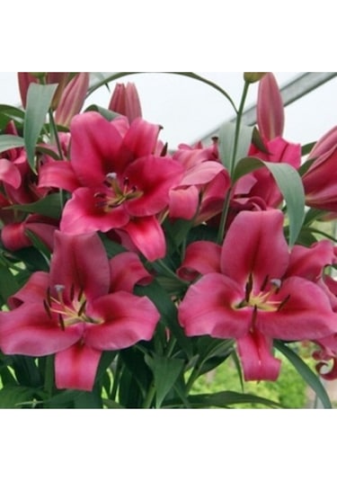 Karışık Renkli Kokulu Zambak Soğanı 3 Adet