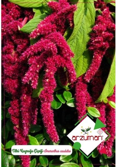 Arzuman Tilki Kuyruğu Süs Bitki Çiçek Tohumu