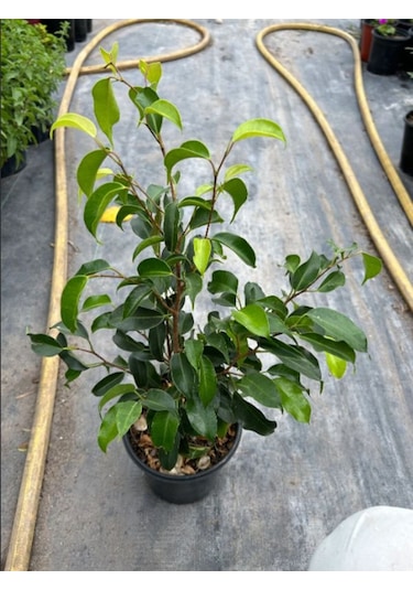 Yeşil Yapraklı Canlı Ev Ofis Salon Bitkisi 30-60cm Ficus Benjamina