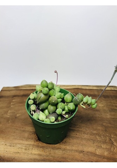 Senecio Rowleyanus Variegata Sarı Yeşil Renkli Tesbih Çiçeği
