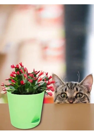 Interm Orkide Çiçek Sukulent Kaktüs İçin 1 Litre Otomatik Sulama Saksısı 137699991