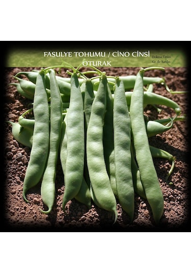 Cino Oturak Fasülye Tohumu 250 GR 650+ Adet Sıla Gina Fasulye