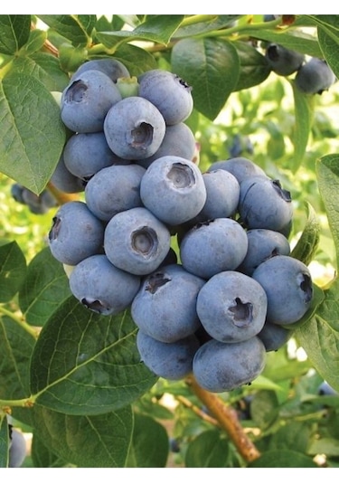 Ballivane Artvin Hopa Likapa Marmelatı 500 G