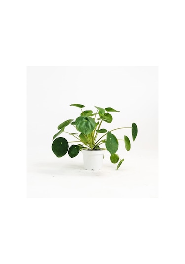 Pilea Peperomioides-çin Para Bitkisi