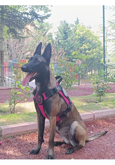 Tactical Göğüs Tasması Taktik Tasma Pembe