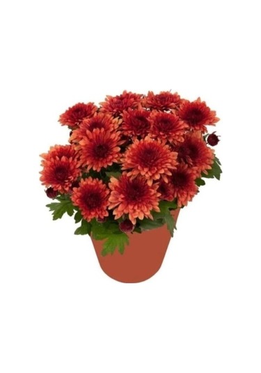 Kasımpatı Krizantem Chrysanthemum Çiçeği Fidanı 2'li Set Pembe Sarı