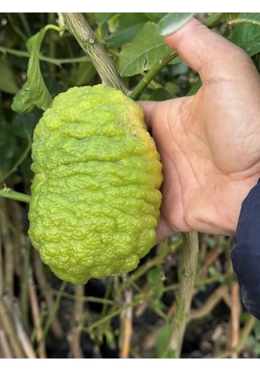Tüplü 4 Yaş Bergamot Limon Cıtrus Bergamia Fidanı Boy 150-200cm