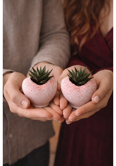 Pembe Kalp Saksıda Sukulent Romantik Canlı Hediye