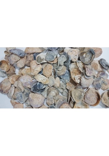 Emilysamy Yamuk Deniz Kabuğu 250 G