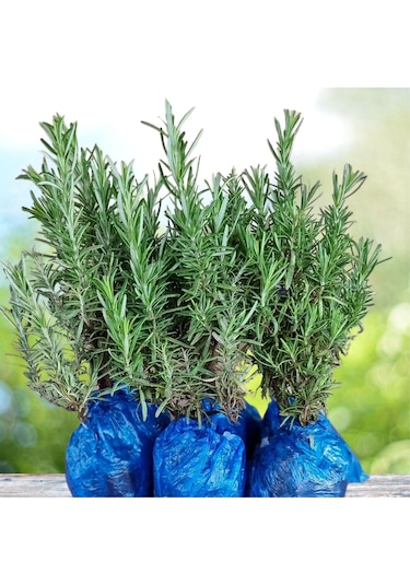 Eget Organik Biberiye Fidesi 6 Adet