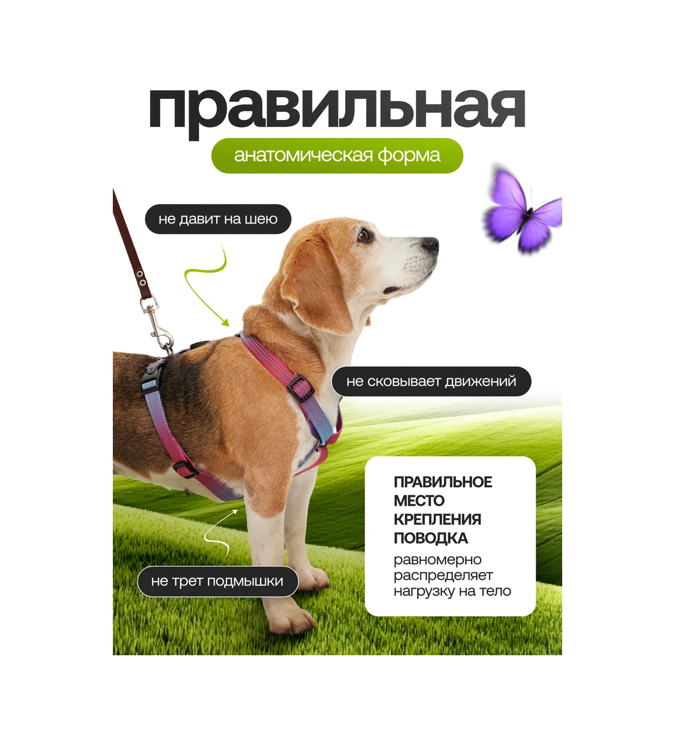 Petfort Köpekler İçin Anatomik Tasma 431185165