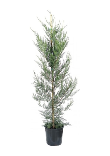 Selvi Leylandi Çam Fidanı Tüplü 40-60 Cm