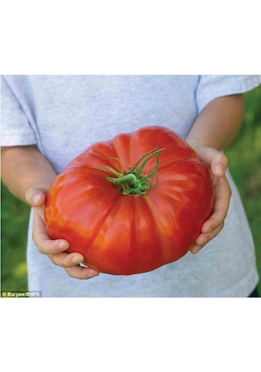 50 Adet İthal Dev Hollanda Domates Tohumu + Sebze Tohumu
