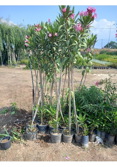 Tijli Pembe Zakkum Ağacı 1,70-200 Cm. Nerium Oleander