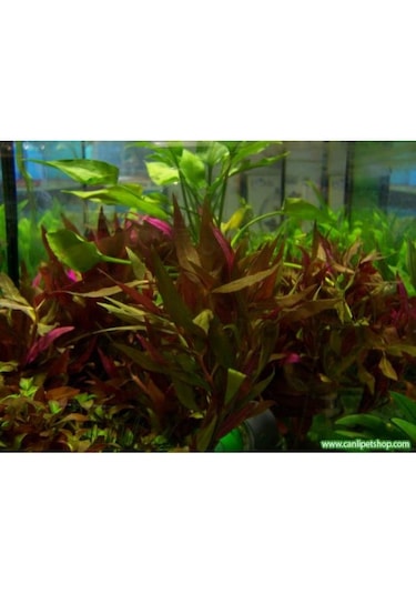 Alternanthera Reineckii 10 Adet