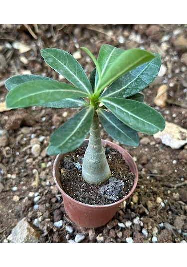 5.5 Luk Saksıda Adenium Çöl Gülü Çiçeği Fidanı 1