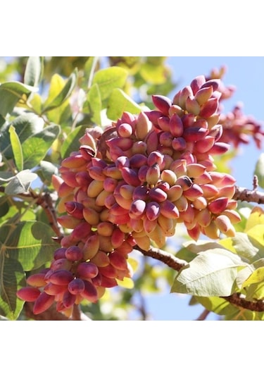 4 Adet Tüplü Siirt - Antep Fıstığı Fidanı