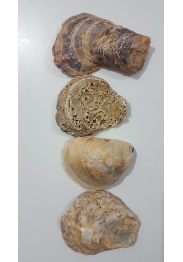 Emilysamy Yamuk Deniz Kabuğu 250 G