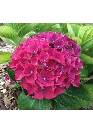 Koyu Pembe Ortanca Çiçeği Tohumu 10 15 Adet