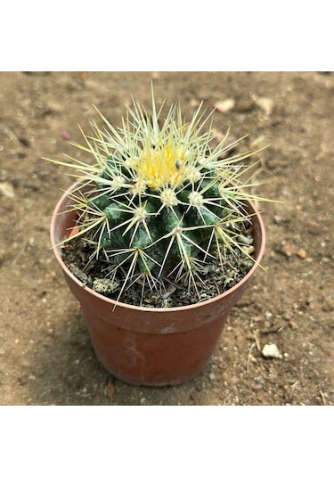 Echinocactus Grusonii - Altın Fıçı Kaktüsü 8 Lik Saksıda