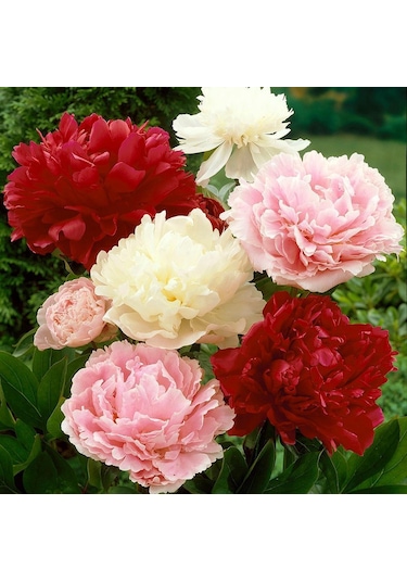 Kokulu Peonies Festiva Karışık Şakayık Çiçeği Yumrusu 3 Adet