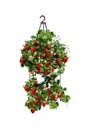 Tohumculuk 4 Mevsim Yediveren Çilek Tohumu 10 Adet Tohum Saksılık Çilek