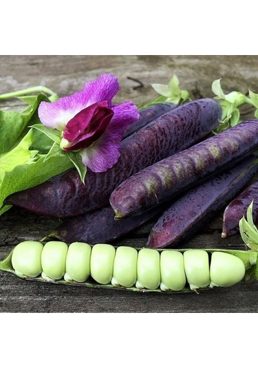 Doğal Geleneksel Blauwschokker Mor Bezelye Tohumu 10 Tohum