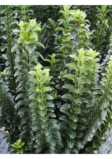 Sütun Taflan Green Rocket 15-20 Cm Saksılı