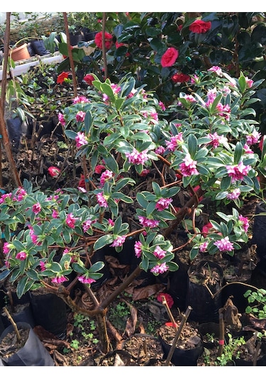 Kafkas Gülü Daphne Kokulu 20-35 Cm Tüplü