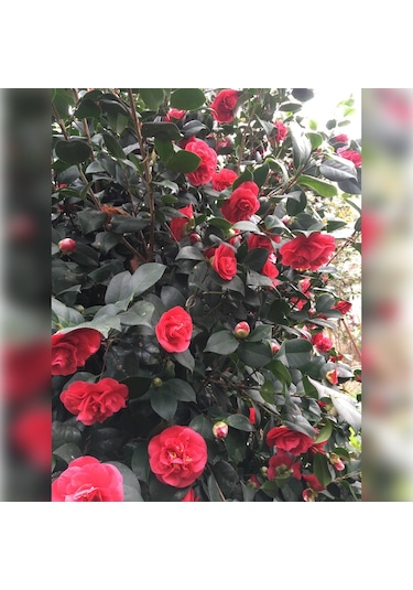 Kamelya Kırmızı 150/180 Cm
