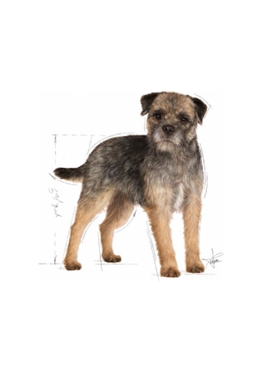 Royal Canin Sterilised Kısırlaştırılmış Yetişkin Köpek Maması 85 G