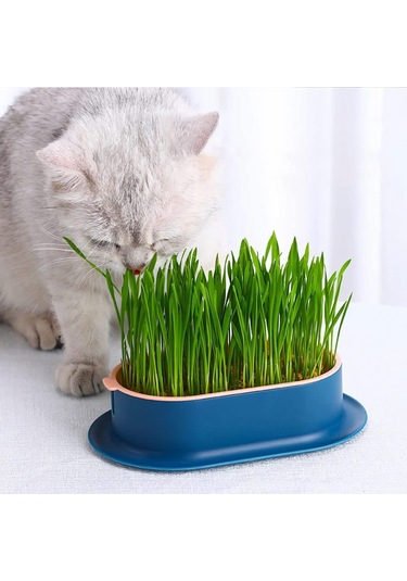 Mufunye Kedi Çimi Ekici Hidroponik Yetiştirme Kiti İç Mekan İçin Topraksız Kedi Nanesi Buğday Çimi B