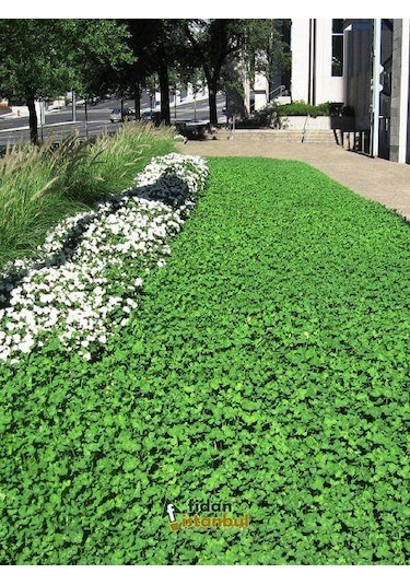 Fare Kulağı TohumuDichondra Repens1 KG