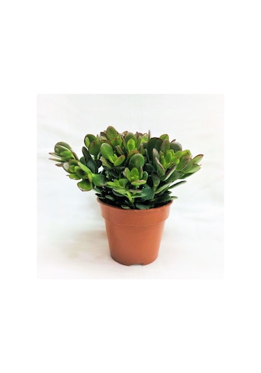 Para Çiçeği Fidesi Fidanı 10-20 Cm